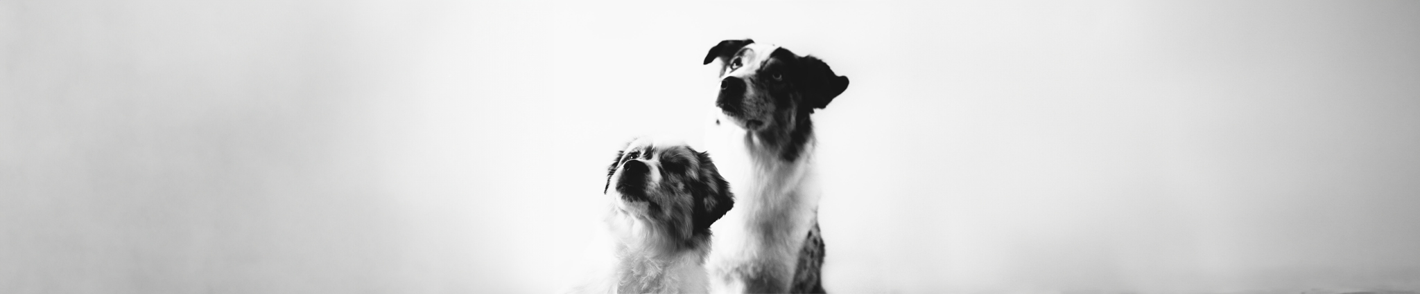 Image de deux chiens