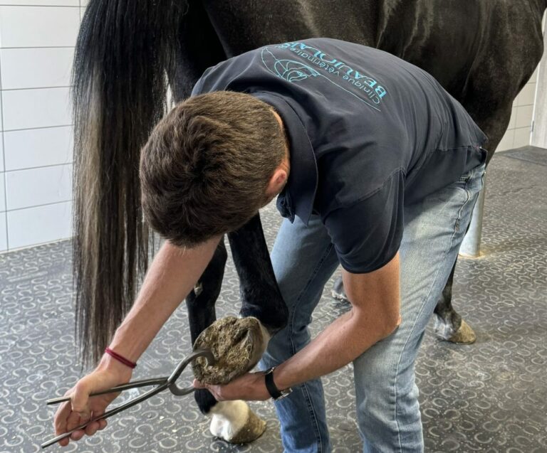 Dr Christophe DESCAMPS test à la pince sur le pied d'un cheval