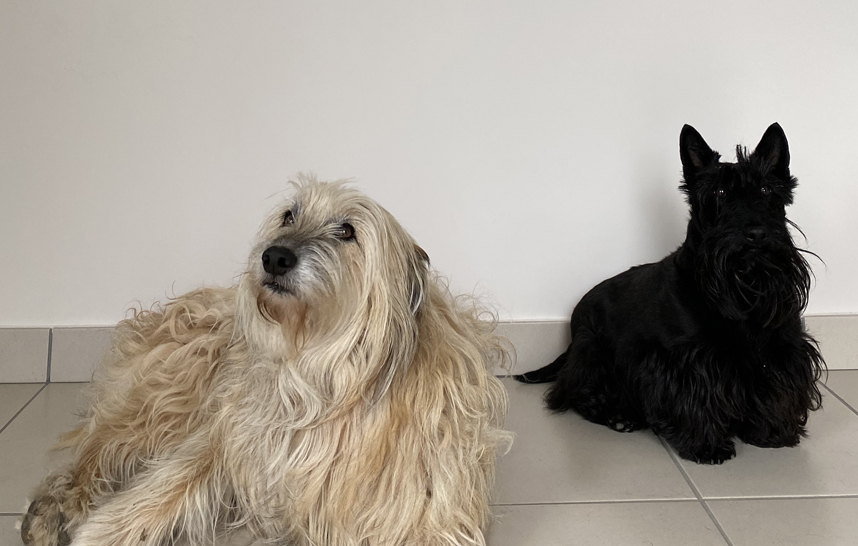 Les deux mascottes de la Clinique Vétérinaire du Beaujolais